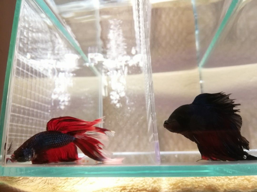 Free store betta fish