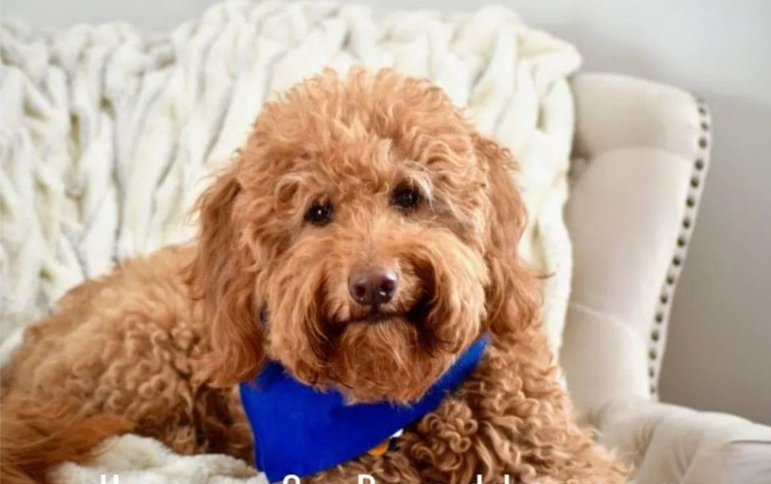 Home Boarding dogs Daycare (HDB), Pet Supplies, Health & Grooming on