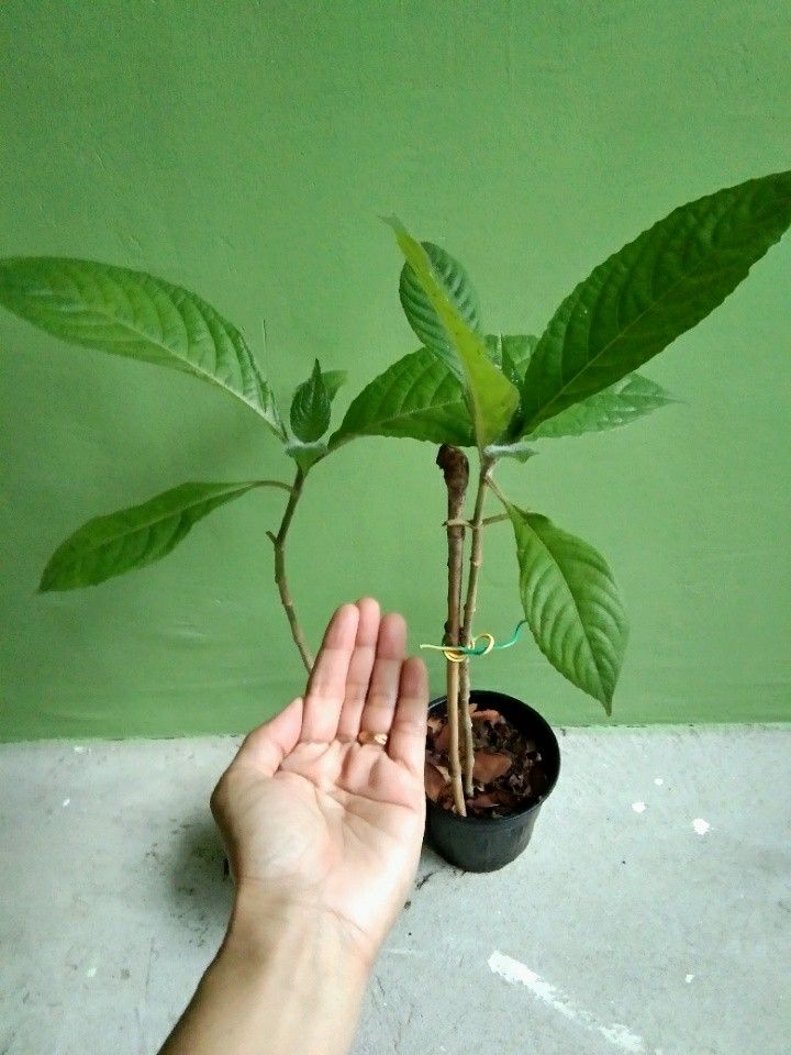 Madre De Agua Plant Furniture Home Living Gardening Plants Seeds