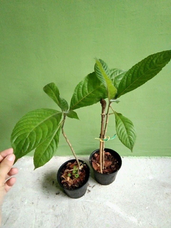 Madre De Agua Plant Furniture Home Living Gardening Plants Seeds