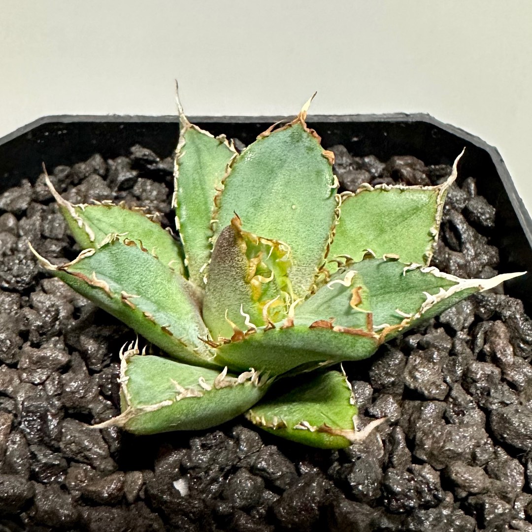 定番，人気SALE 子株 Agave 圓葉瓜達 guadalajarana Round アガベ