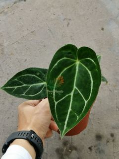 (Category: ) located in . Submitted by terraplants (Listing ID 1207903140, Image 1). Description: .