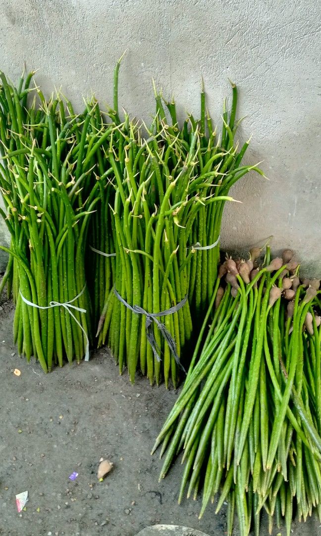 Bakawan mangroves, Furniture & Home Living, Gardening, Plants & Seeds ...