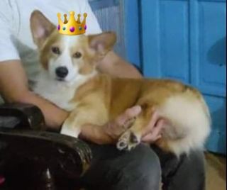 FREE Corgi Stud