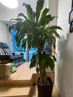 （分類：）位於 。 由 lerain16 提交（商品編號 1207966462，圖片 1）。簡介： 。