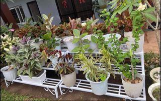 🪴PLANT STAND/RACK🪴      Onhand• Deliver Today•Fully Welded•Affordable Price
