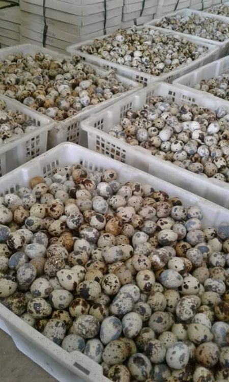 Pugo Egg / Quail Egg for sale, Food & Drinks, Other Food & Drinks on