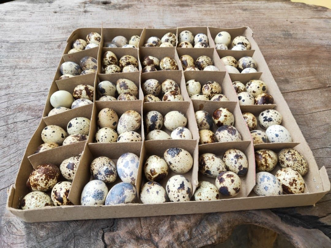 Pugo Egg / Quail Egg for sale, Food & Drinks, Other Food & Drinks on