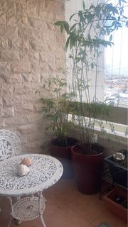 (Category: ) located in . Submitted by Chenelly (Listing ID 1208105196, Image 1). Description: .