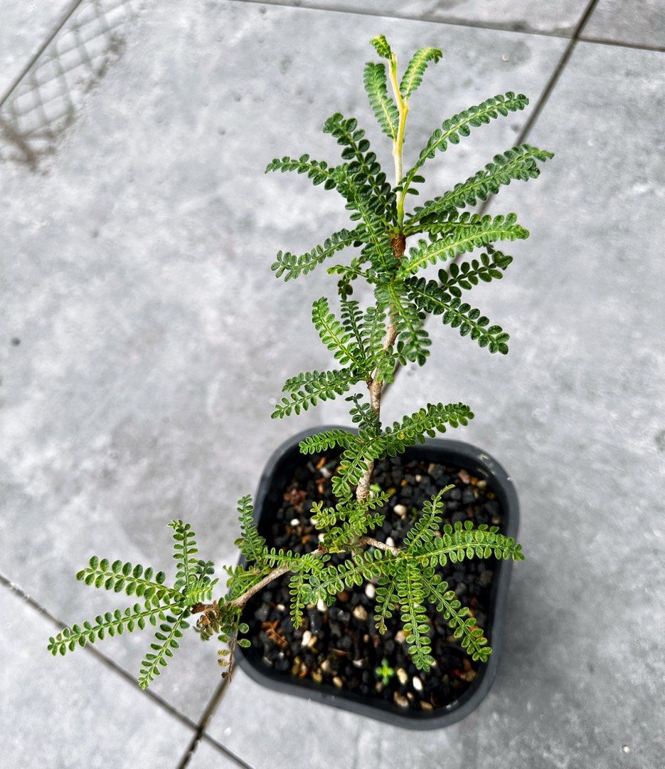 🌱泡泡葉織冠漆樹實生株(Operculicarya hyphaenoides), 傢俬＆家居