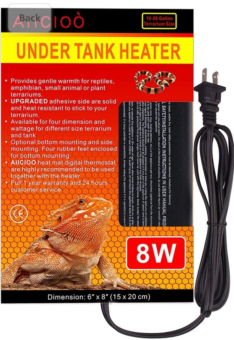 full size miniature australian shepherd