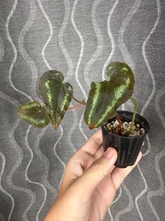 (Category: ) located in . Submitted by orchids_galore (Listing ID 1208077688, Image 1). Description: .