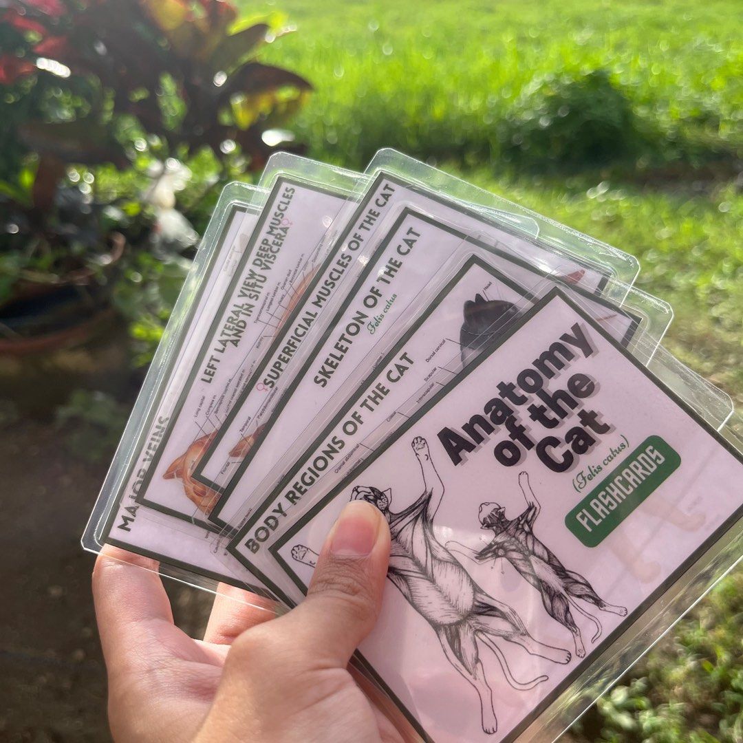 Customized Laminated Flashcards (ACTIVE RECALL), Hobbies & Toys, Books