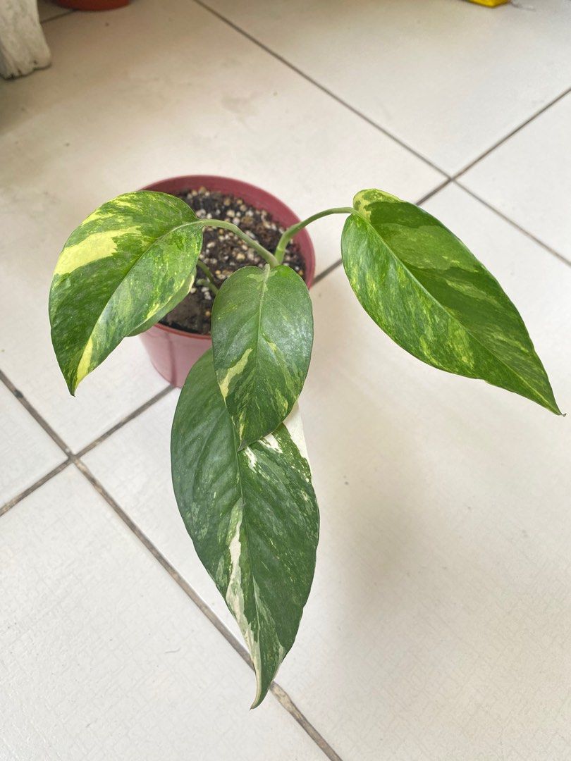 Epipremnum pinnatum albo (Epi albo pothos), Furniture & Home Living ...