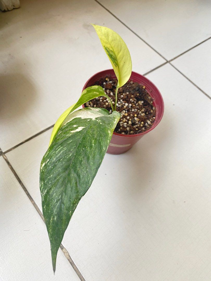 Epipremnum pinnatum albo (Epi albo pothos), Furniture & Home Living ...