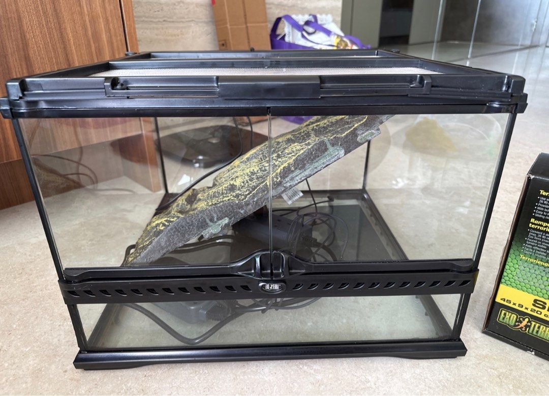Exo Terra Small Low Glass Terrarium, Pet Supplies, Homes & Other Pet Accessories on Carousell