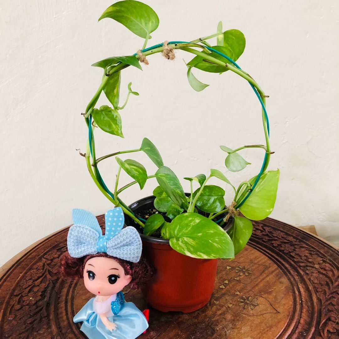 Money Plant on round Trellis, Furniture & Home Living, Gardening