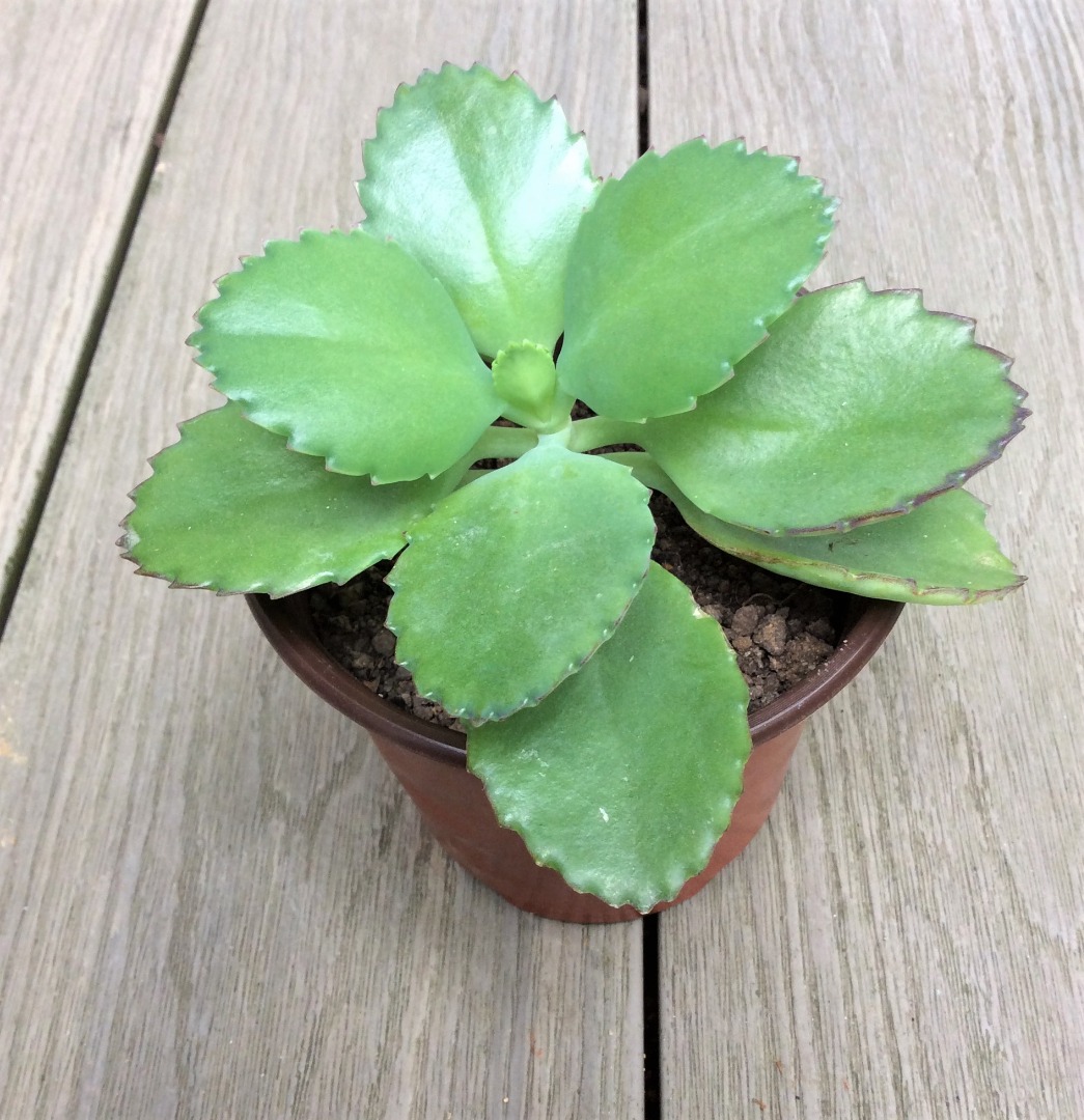 Mother of Thousands - Indoor plant, Furniture &amp; Home Living, Gardening ...