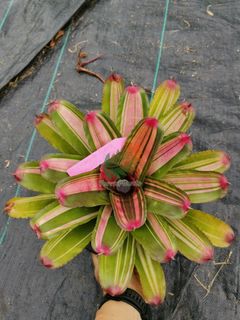 (Category: ) located in . Submitted by terraplants (Listing ID 1208068652, Image 1). Description: .