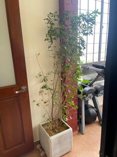 (Category: ) located in . Submitted by Chenelly (Listing ID 1208095466, Image 1). Description: .