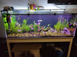 (Category: ) located in . Submitted by nizamgates (Listing ID 1208441154, Image 1). Description: .