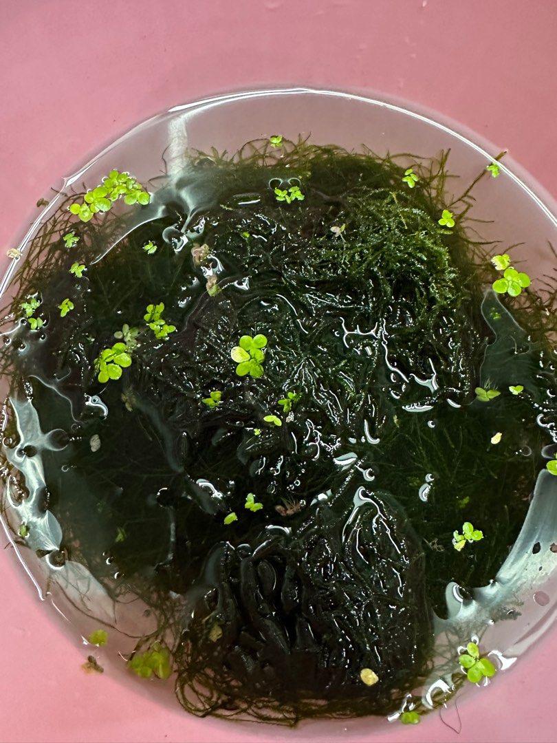 Java Moss (Category: Plants & Seeds) located in Singapore. Submitted by protips101 (Listing ID 1208276795, Image 1). Description: Selling Java Moss. Selling a huge bunch. Collection 160130. PM for details. .