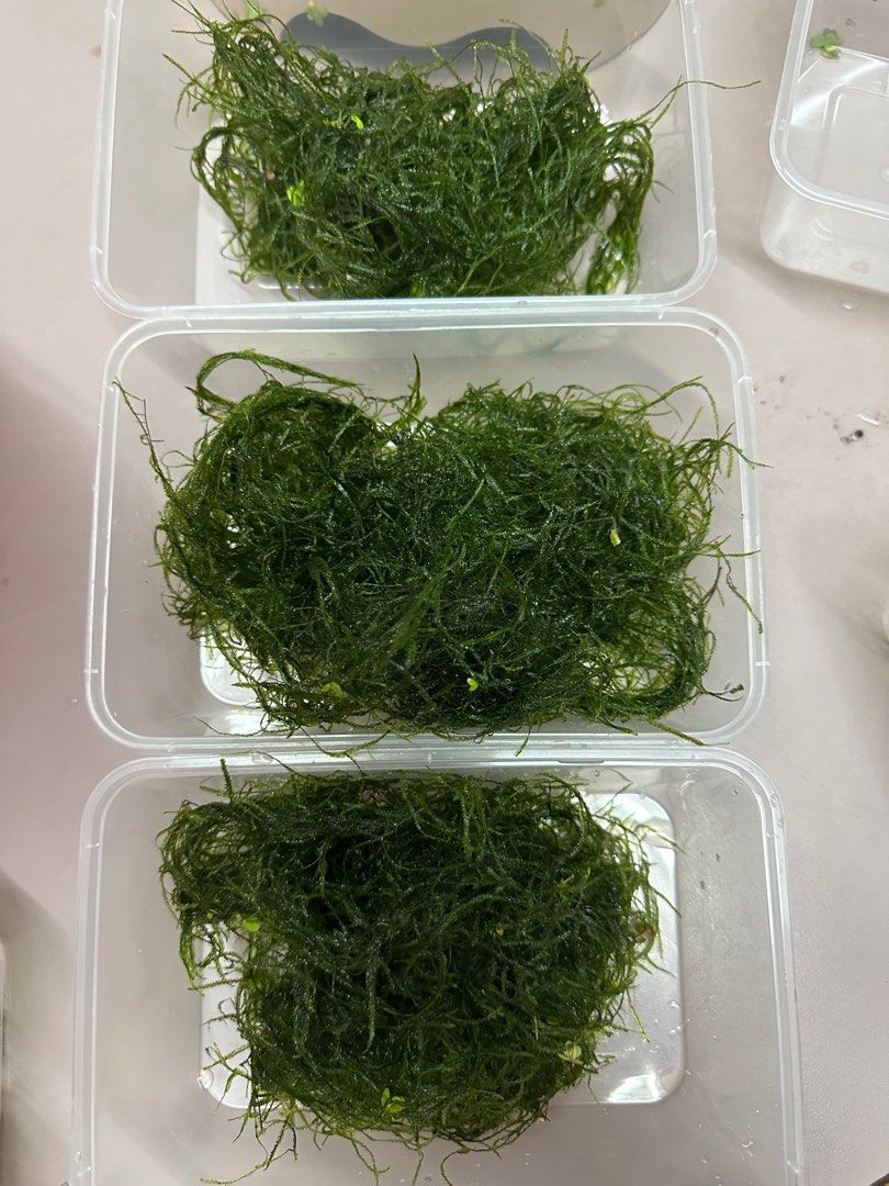 Java Moss (Category: Plants & Seeds) located in Singapore. Submitted by protips101 (Listing ID 1208276795, Image 2). Description: Selling Java Moss. Selling a huge bunch. Collection 160130. PM for details. .