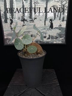 （分類：）位於 。 由 peacefulland 提交（商品編號 1208403882，圖片 1）。簡介： 。