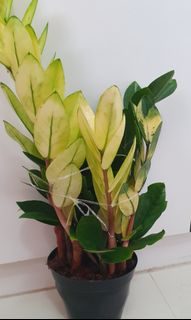 (Category: ) located in . Submitted by urban.cultivar (Listing ID 1208319281, Image 1). Description: .