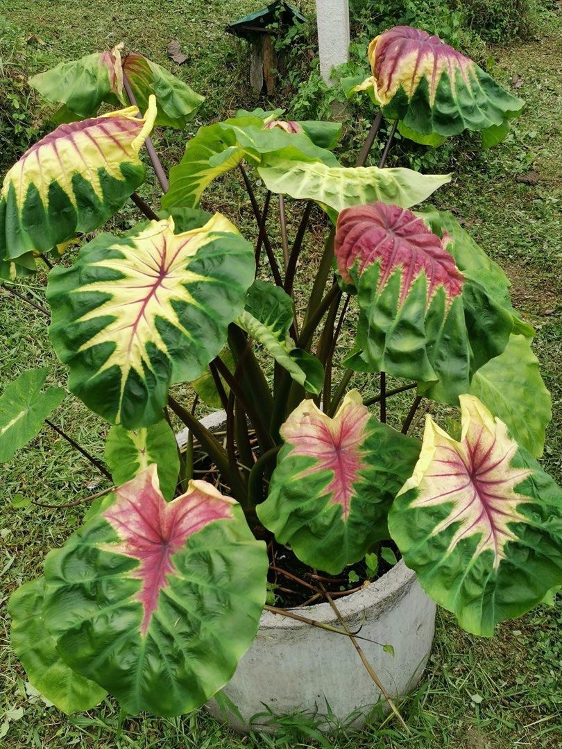 コロカシア ピンクラーバー　colocasia Light Pillar Nature Sense | Colocasia light pillar #colocasialightpillar