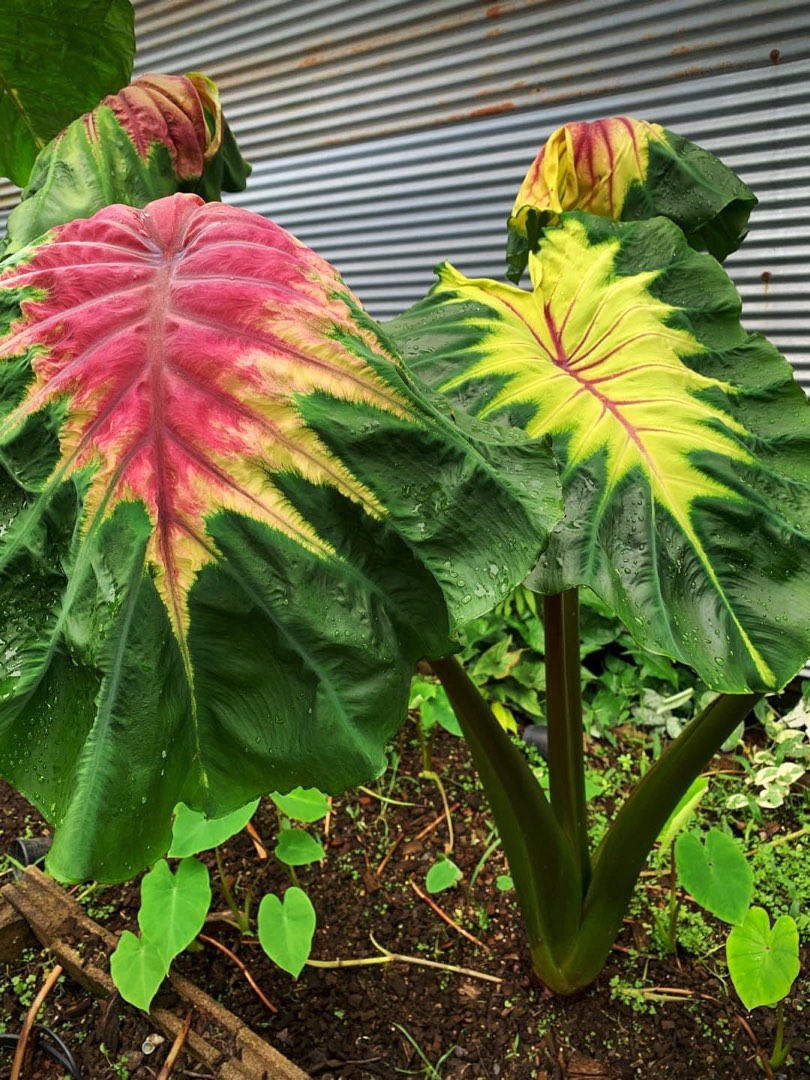 Colocasia esculenta 'Light Pillar' - Tropics @Home