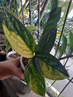 Monstera variegated peru