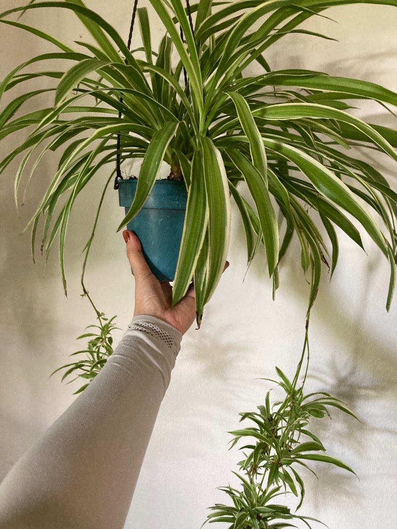 Spider Plant with babies, Furniture & Home Living, Gardening, Plants