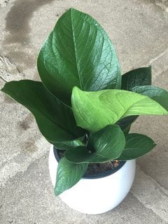Anthurium Jenmanii with pot