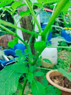 (Category: ) located in . Submitted by herb_garden (Listing ID 1134006472, Image 1). Description: .