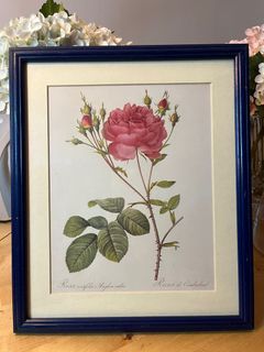 FRAMED Pierre Joseph Redoute ‘Rosa Centifolia Anglica Rubra’ Print