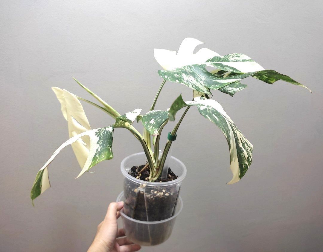 philodendron micans pink variegata Philodendron micans pink variegated (1 Leaf Cutting)