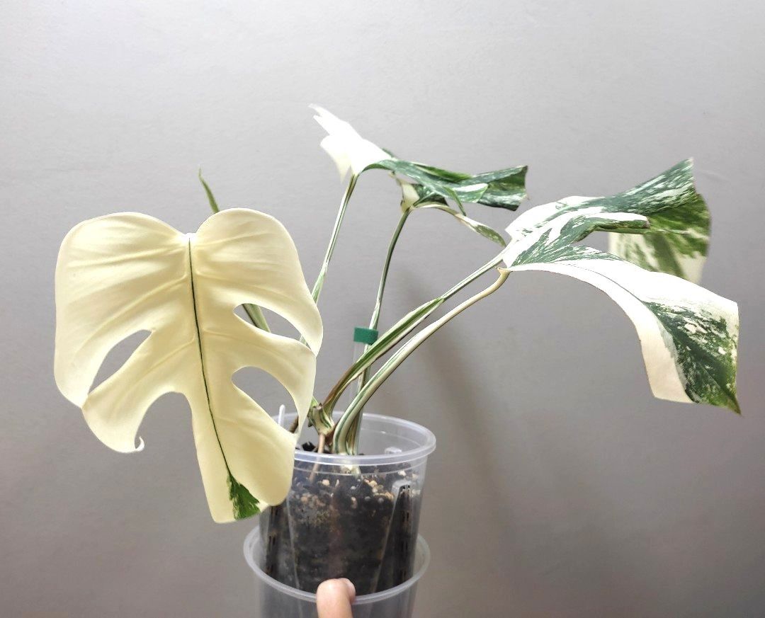 Monstera Albo, Furniture & Home Living, Gardening, Plants & Seeds on  Carousell