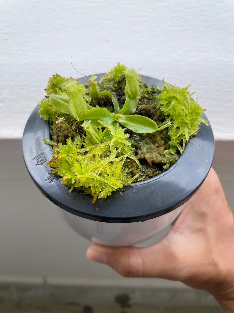 Nepenthes with Live Sphagnum Moss (SelfWatering Pot), Furniture & Home