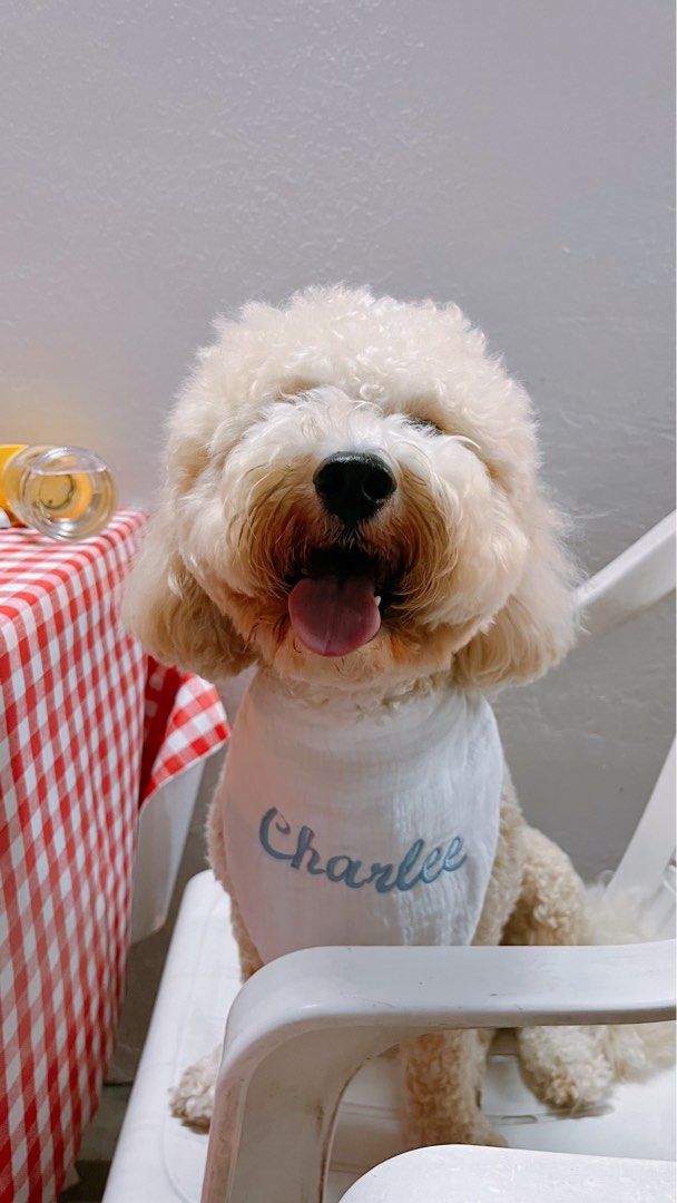 Plain white dog bandana on sale