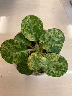 (Category: ) located in . Submitted by leafygardener (Listing ID 1224439344, Image 1). Description: .