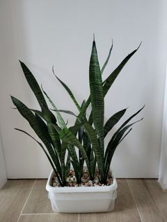 （分類：）位於 。 由 purple678 提交（商品編號 1259266155，圖片 1）。簡介： 。