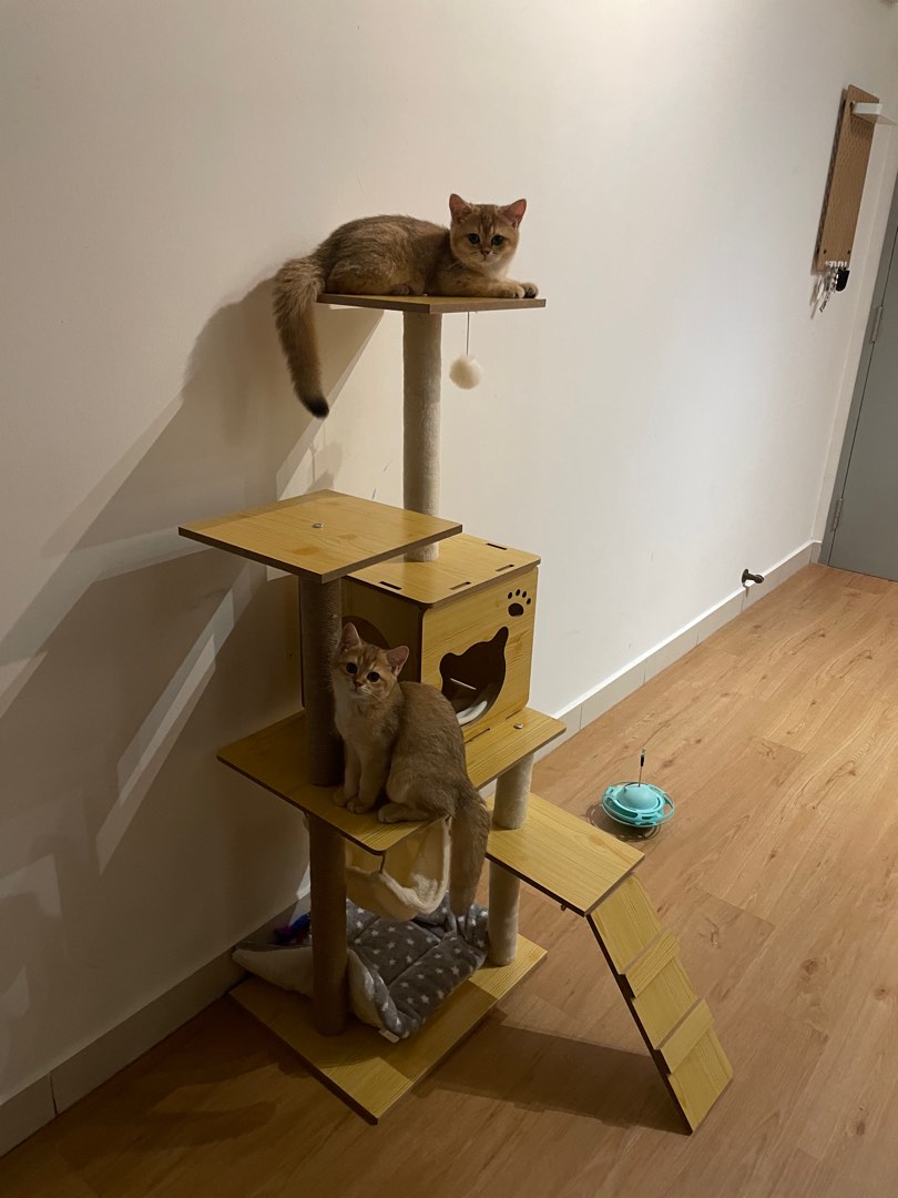 CAT TREE, Pet Supplies, Homes & Other Pet Accessories on Carousell