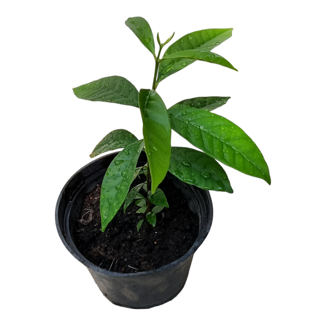 Edible, Flavourful Bay Leaves Plant, Pokok Daun Salam For Sale