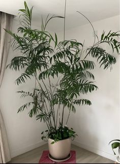 （分類：）位於 。 由 ladymezza 提交（商品編號 1259271785，圖片 1）。簡介： 。
