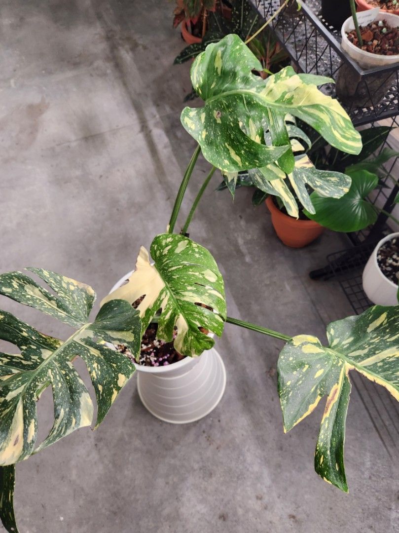 Monstera deliciosa thaicon ivory verigated, Furniture & Home Living ...
