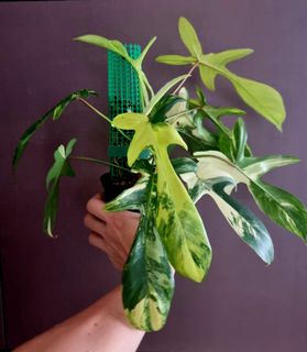 (Category: ) located in . Submitted by PlantAPlantAtHome (Listing ID 1259327081, Image 1). Description: .