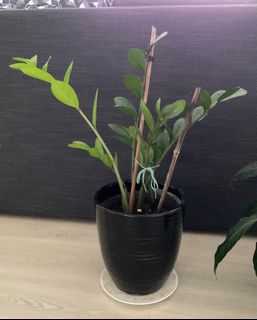 （分類：）位於 。 由 ladymezza 提交（商品編號 1259272811，圖片 1）。簡介： 。
