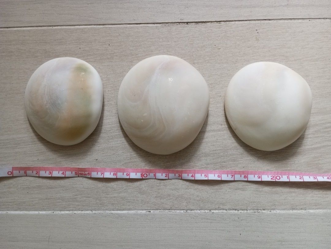 夜光貝口蓋（螺蓋）, 興趣及遊戲, 收藏品及紀念品, 古董收藏- Carousell