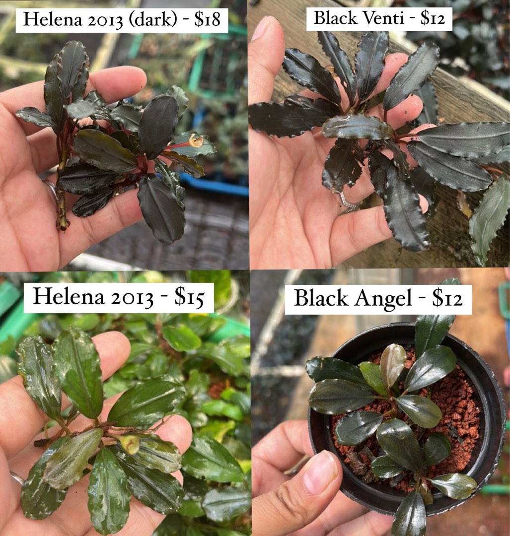 Bucep Aquatic Plants] Bucephalandra Sp. Per Rhizome Black Angel